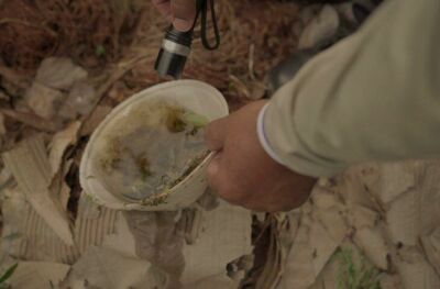 Imagem da notícia Dengue segue estável na região Norte, com incidência média em Figueirão